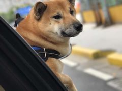 -Oh My Dog宠物沙龙(伊珊娜皮毛护理店)