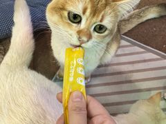 -大型宠物商超·宠海王国·宠物猫狗活体·用品·美容(新世界百货重庆店)