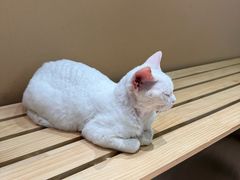 -爪爪喵星球·猫舍(卓悦中心店)