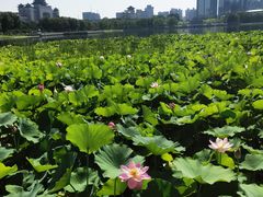 -莲花池公园