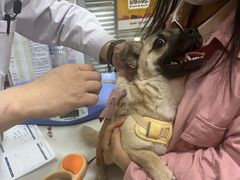 -pd派德宠物中心医院24H急重症·眼科中心·血液透析中心(嵩山北路店)