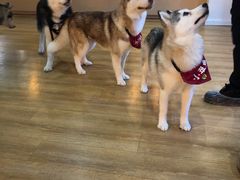 -Husky Go! 哈士奇体验馆·宠物咖啡厅狗咖