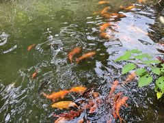 -千岛湖东南湖区