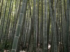 -上海佘山国家森林公园天马山园