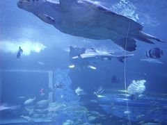 -太平洋海底世界