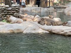 -北京野生动物园