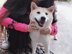 -柴犬高等学院·狗咖·柴犬售卖·宠物训练