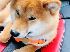 -BABYDOG宝贝狗宠物乐园(欧洲城店)