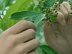 花椒包-但家香酥鸭