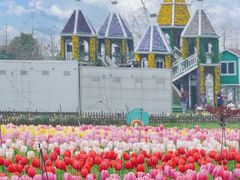 -荷兰花海