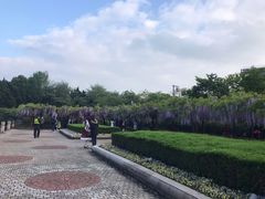 -嘉定紫藤园