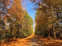 -上海海湾国家森林公园