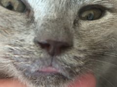 -瑞鹏宠物医院·骨科·猫科·内科(第一中心)