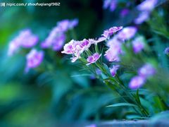 -祁门牯牛降观音堂风景区