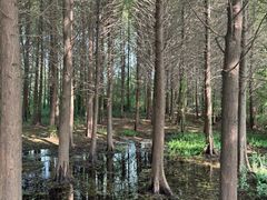 -溱湖国家湿地公园