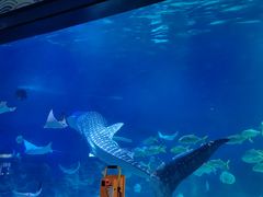 -烟台海昌鲸鲨海洋公园