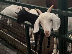 -观澜湖生态运动公社