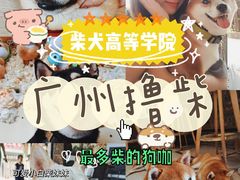 -柴犬高等学院·狗咖·柴犬售卖·宠物训练