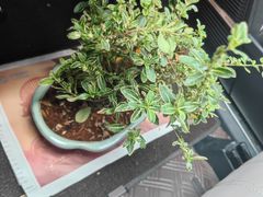 -秦淮巷·四季小馆