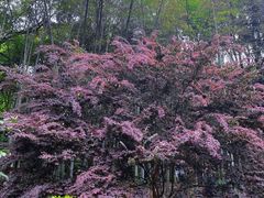 -杭州植物园
