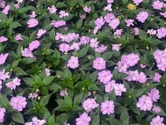 -黑龙江省森林植物园