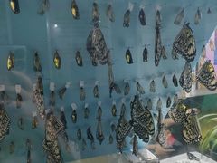 -上海昆虫博物馆