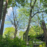 属于小镇咖啡馆的春和景明