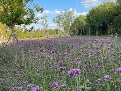 -昆山城市生态森林公园
