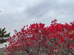 -北京十三陵国家森林公园蟒山景区