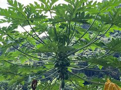 -火炉山森林公园