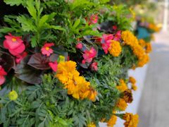 -海心沙亚运公园