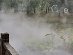 -微山湖红荷湿地景区