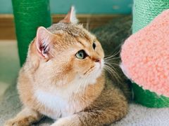 -猫在这儿猫咪咖啡馆·撸猫馆