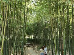 -泰山风景名胜区-普照寺