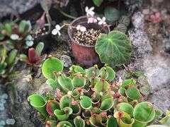 -国家植物园南园