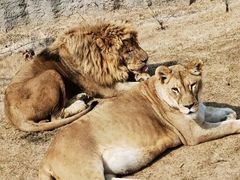 -北京野生动物园