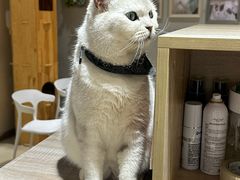 -藏猫猫咖啡主题馆(中央大道店)