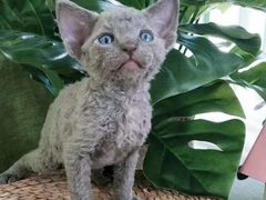 -十年猫舍·猫咪专门店(普陀店)