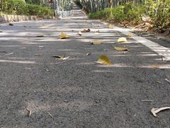 -广东茂名森林公园