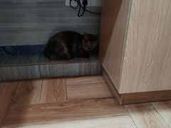 -瑞派名望志远动物医院·猫科·內科·异宠专科(直港大道店)