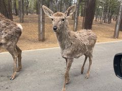 -秦皇岛野生动物园