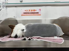 -派美特宠物医院·核磁CT·骨科肿瘤·疑难转诊(沈农禾丰店)