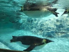 -帝企鹅自助餐厅•儿童岛•真企鹅(长隆企鹅酒店)