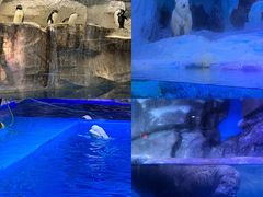 -海合安青岛极地海洋公园
