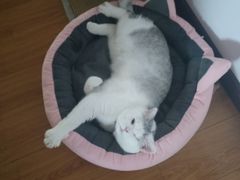 -芭比堂动物医院·犬猫全科·异宠专科(雁塔分院)