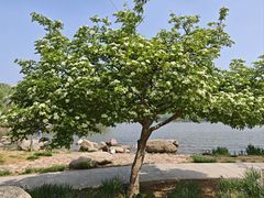 -石家庄市植物园