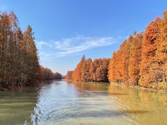 -上海海湾国家森林公园