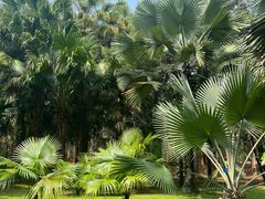 -中国科学院西双版纳热带植物园