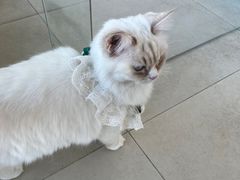 -怪兽屋·羊驼·猫咖·狗咖(俊华广场店)