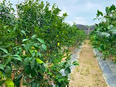 -尚果生态采摘园